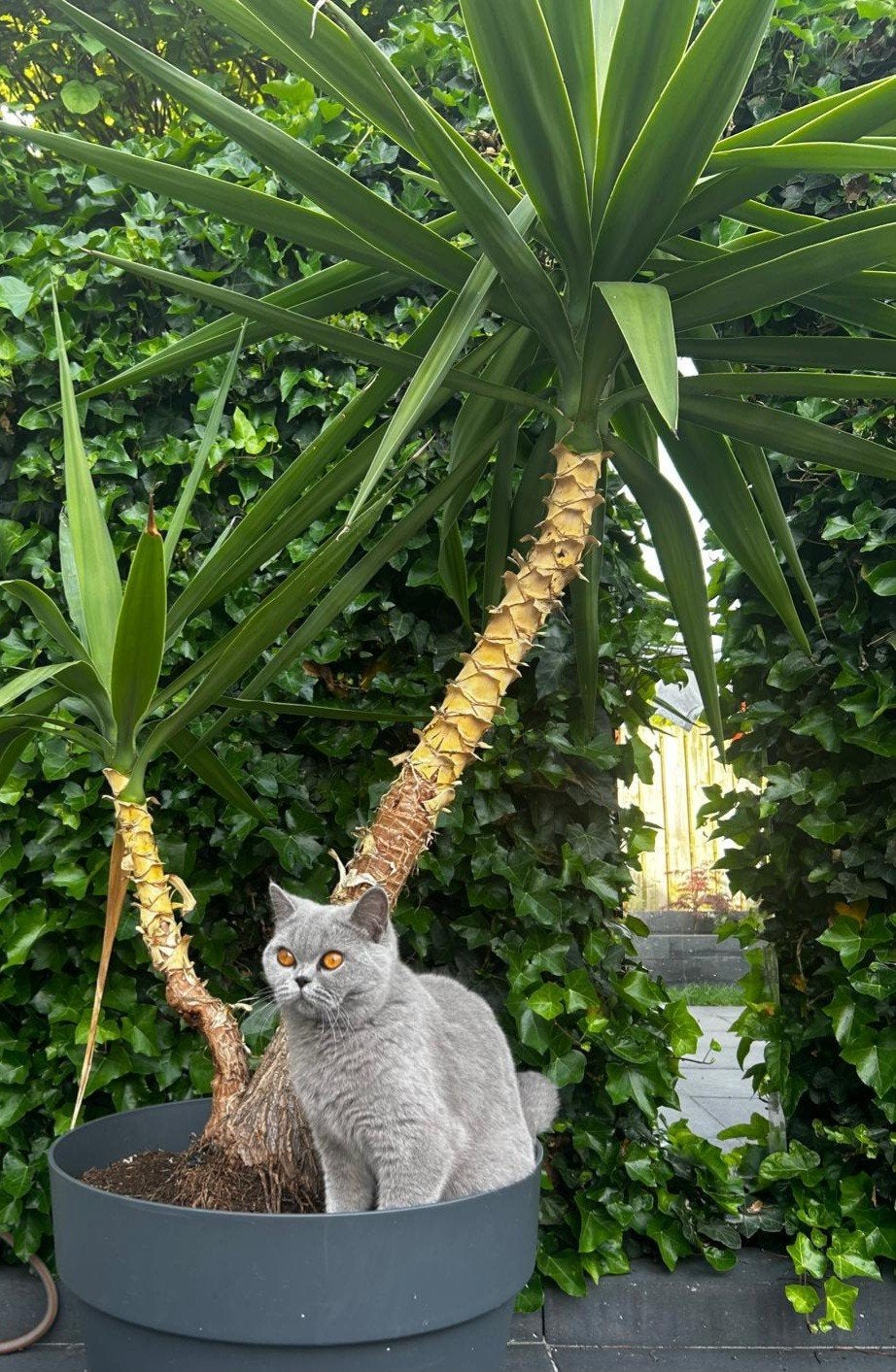 Britse korthaar poes met stamboom, Dieren en Toebehoren, Poes, Met stamboom