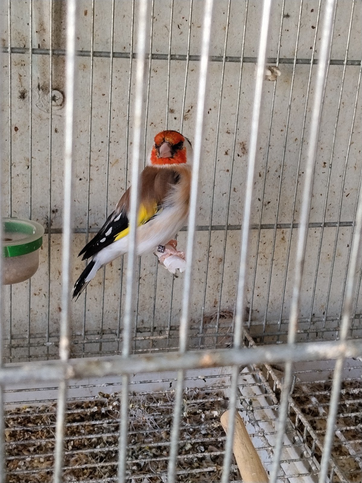 Vrouw wildkleur 2022, Vrouwelijk, Wildzangvogel
