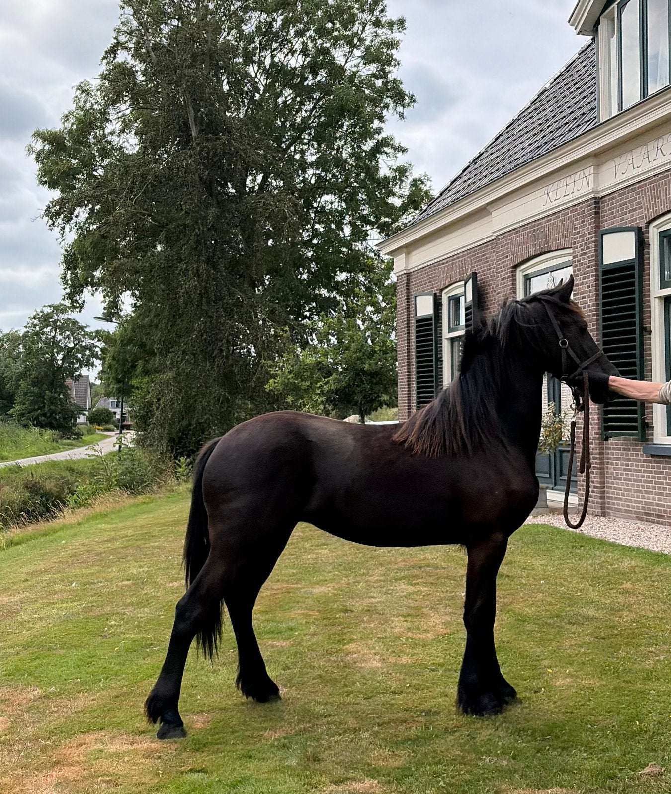 Luxe Friese merrie 2025 | Stendert 447  Alwin 469, Merrie, Met stamboom, Dressuurpaard, 0 tot 2 jaar