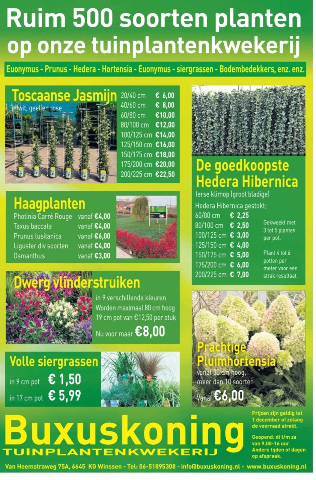 500 acties , oa, dwerg vlinderstruiken, pluim hortensia’s, Vaste plant, Halfschaduw, Zomer, Ophalen