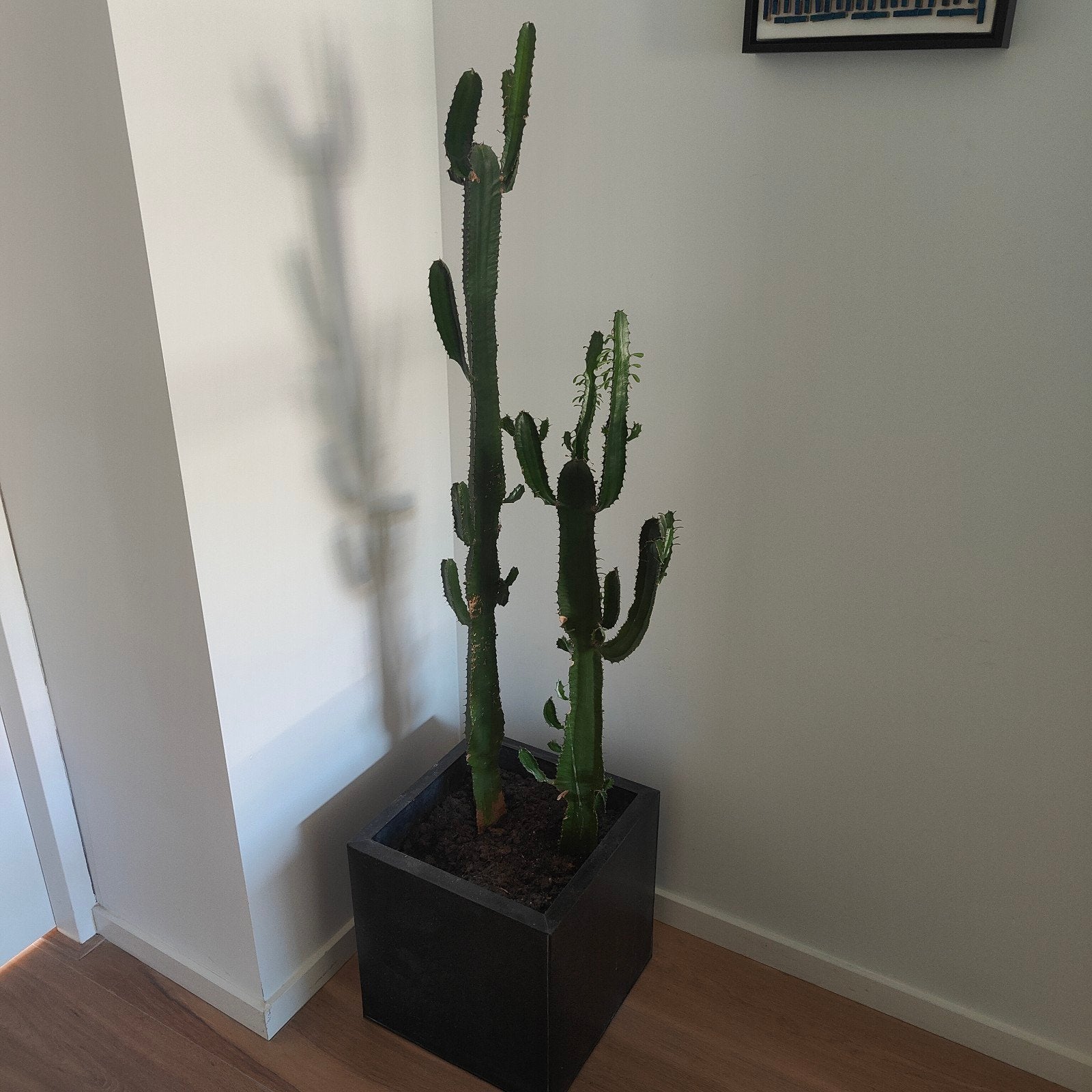 Grote Euphorbia Cactus in Pot - 120cm & 90cm hoog, Ophalen, In pot, Halfschaduw