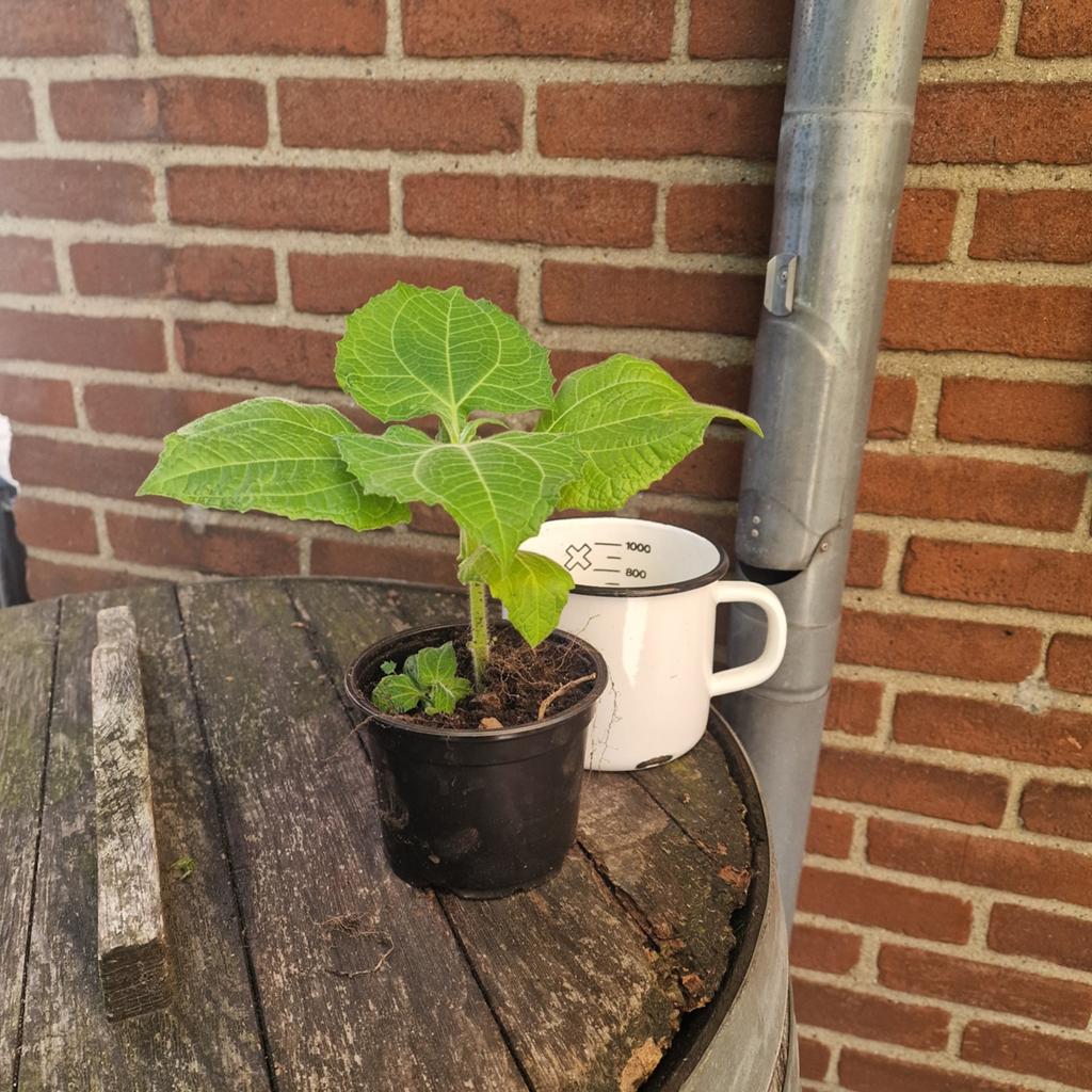 Yacon gratis, Ophalen of Verzenden, Overige soorten, Volle zon