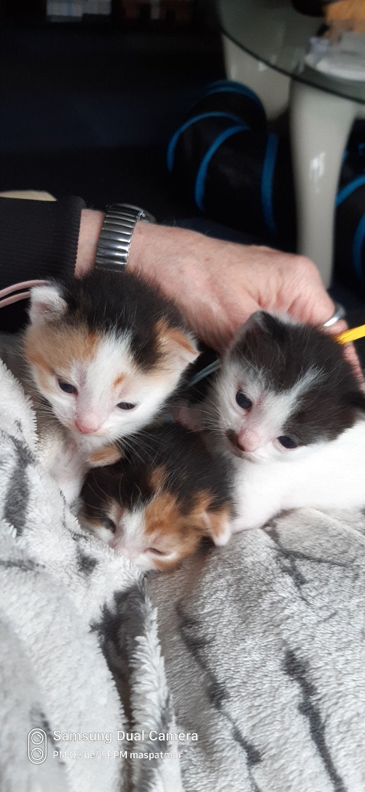 Kittens te koop.