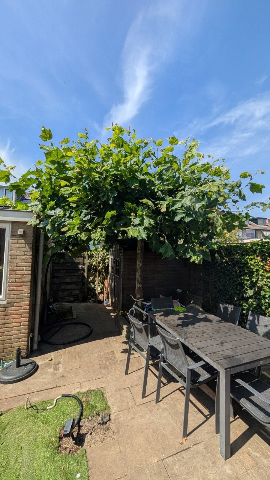 Grote Plataan, Ophalen, Volle zon, Overige soorten