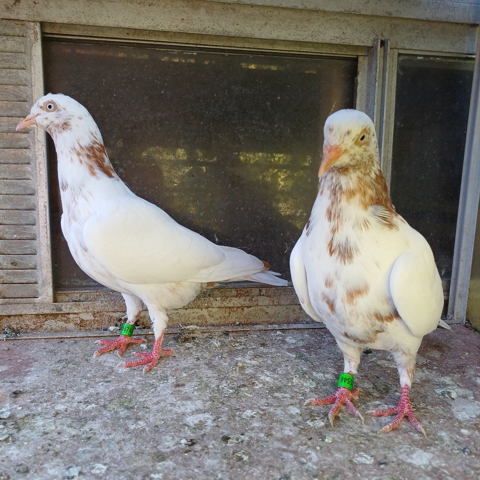 4 hoogvliegers., Overige soorten