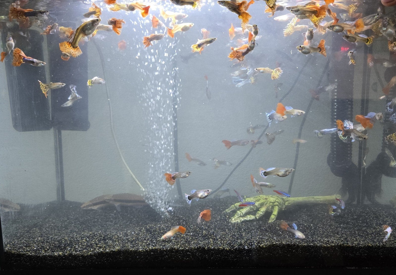 Guppies, Dieren en Toebehoren, Ophalen, Zo goed als nieuw, Gevuld zoetwateraquarium
