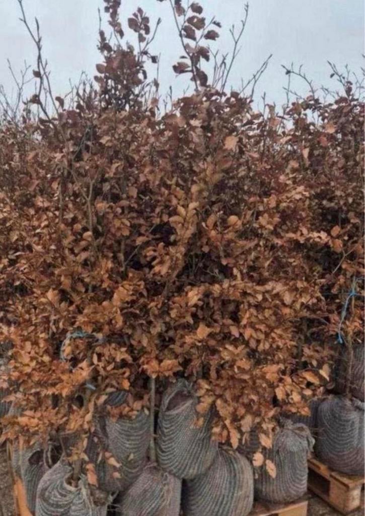 Pallets beukenhagen FAGUS ‼️AKTIE‼️, Ophalen of Verzenden, Overige soorten, 100 tot 250 cm