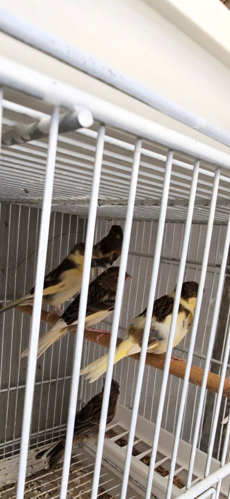 majoor putter en kanaries, Meerdere dieren, Zangkanarie