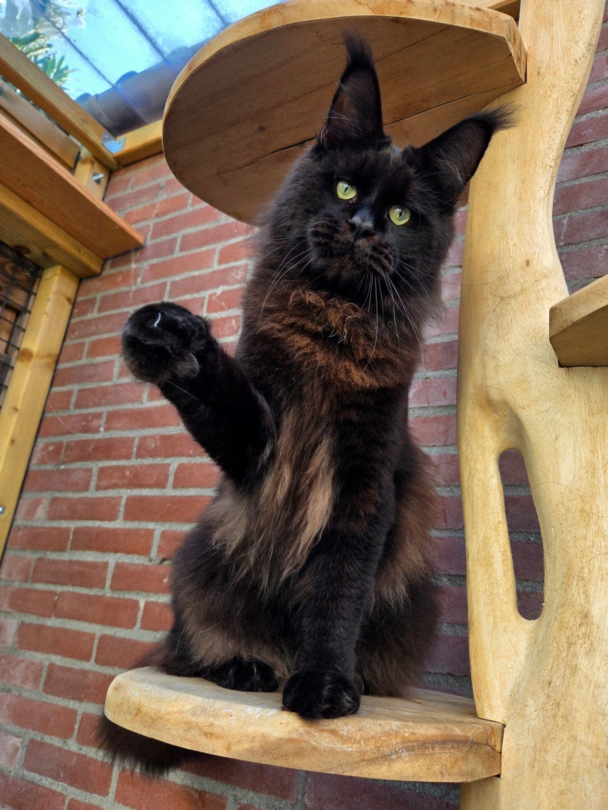 Mooie Maine coon dekkater  -NIET TE KOOP-, Dieren en Toebehoren