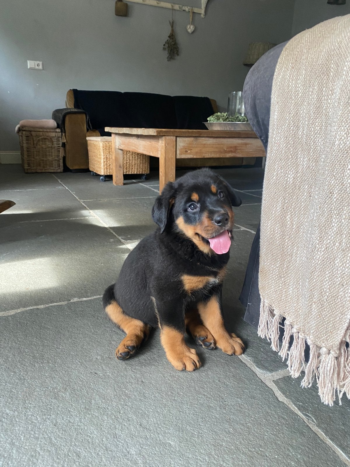 Pups Rottweiler x Zwitserse Sennen prachtige kruising, 8 tot 15 weken, Meerdere, Meerdere dieren, Nederland