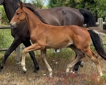 Sterk groot allround hengstveulen v Zinelord, Hengst, Dressuurpaard, 0 tot 2 jaar