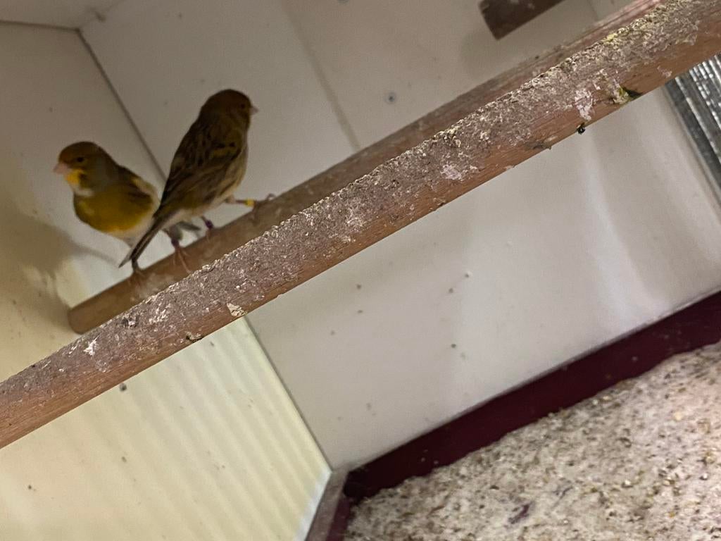2 Kanarie MANNEN ‘25 samen!!!, Mannelijk, Kleurkanarie