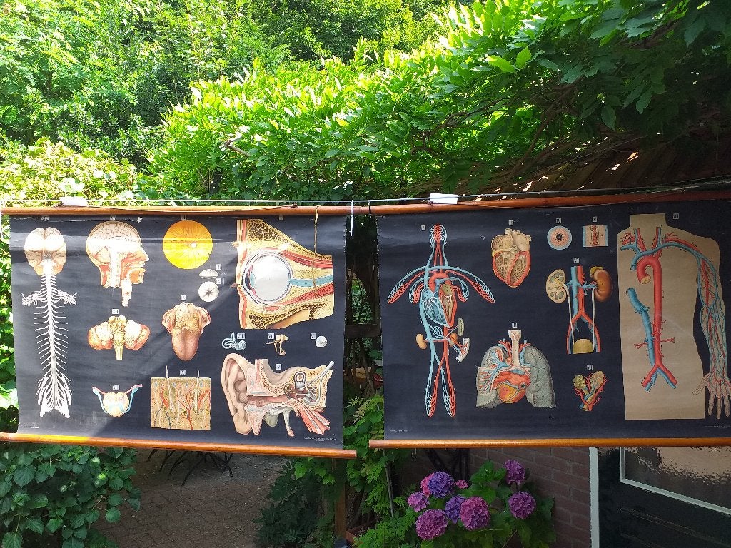Medische schoolkaarten., Antiek en Kunst, Ophalen of Verzenden, Natuur en Biologie