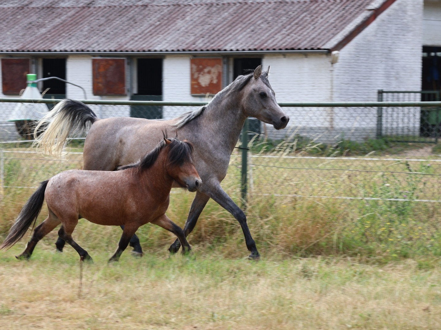 Arabisch volbloed en falabella 4 jaar oud, Dieren en Toebehoren, Ruin, D pony (1.37m tot 1.48m), Met stamboom, 3 tot 6 jaar