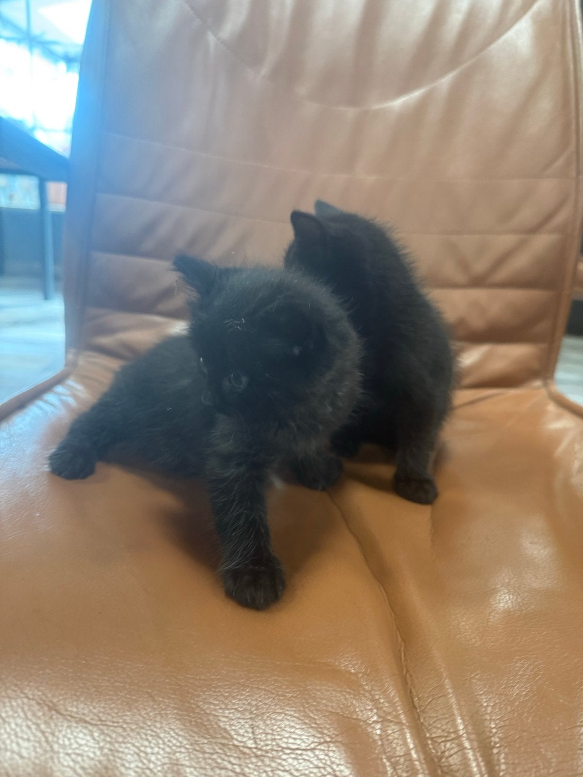 Kittens, Kater
