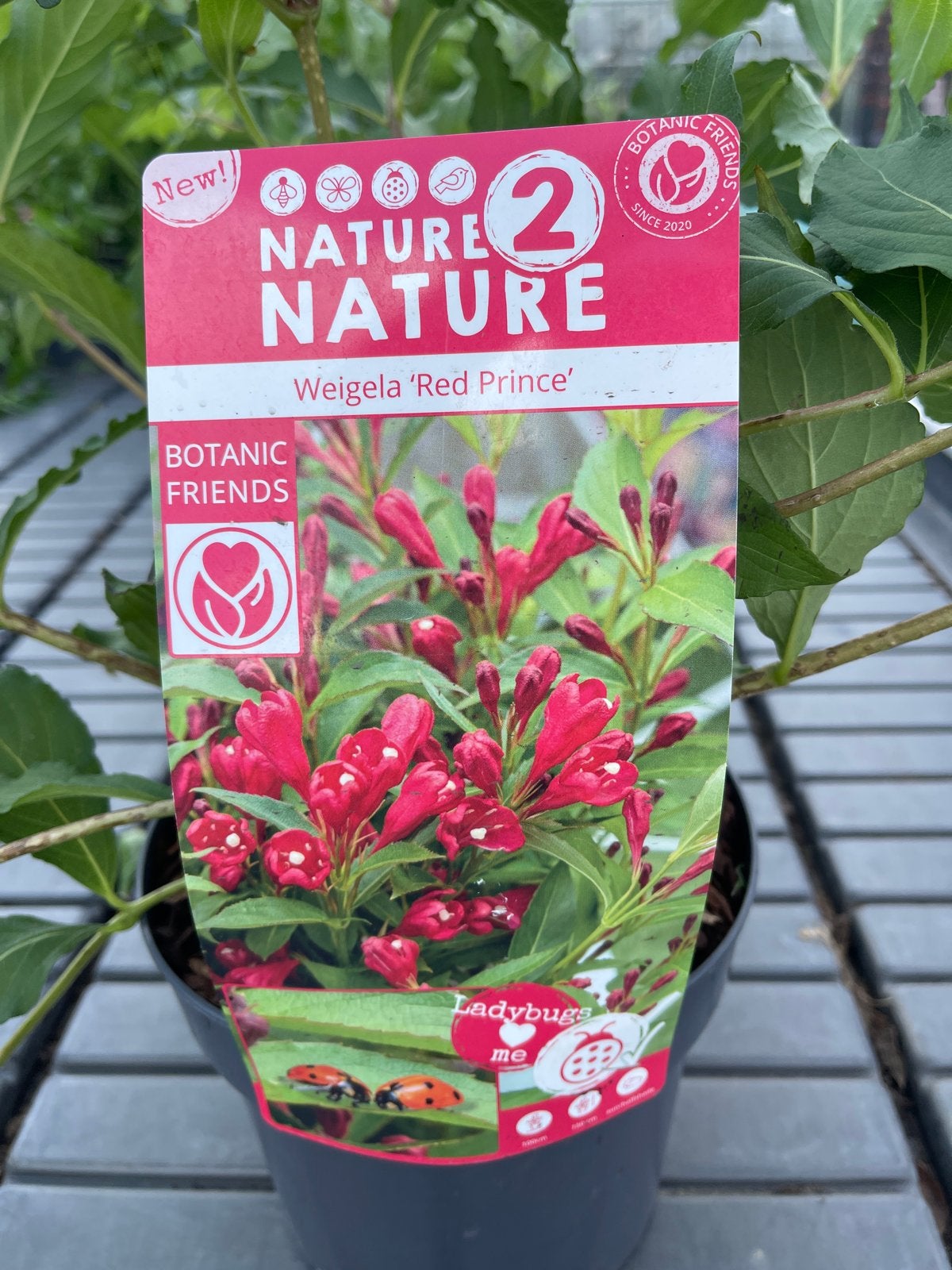 Weigela 'Red Prince' - Prachtige bloeiende struik, Tuin en Terras, Planten | Tuinplanten, Volle zon, Vaste plant, Lente, Ophalen