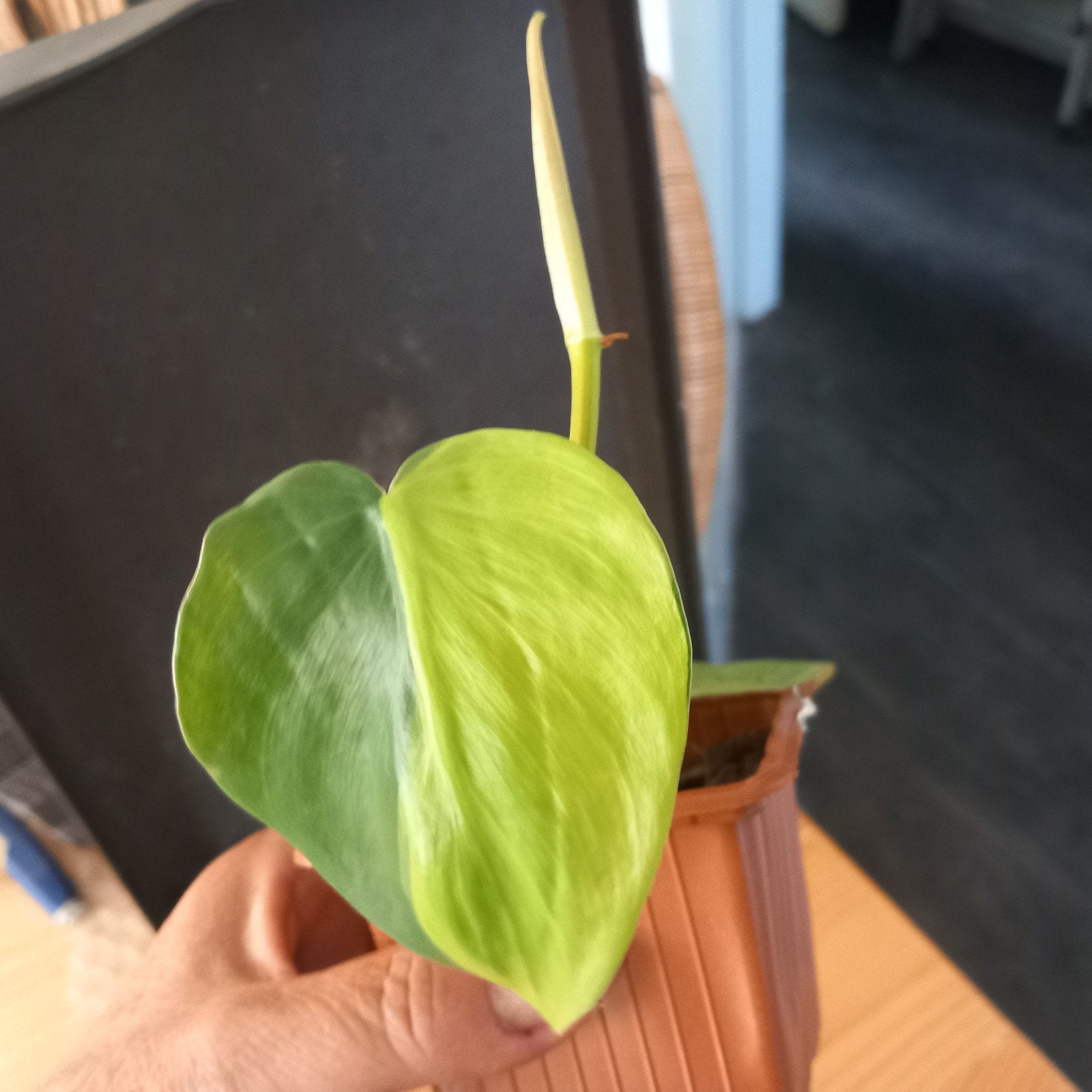 Philodendron brasil stek nr 10, Huis en Inrichting, Kamerplanten, Ophalen of Verzenden, Halfschaduw, Minder dan 100 cm