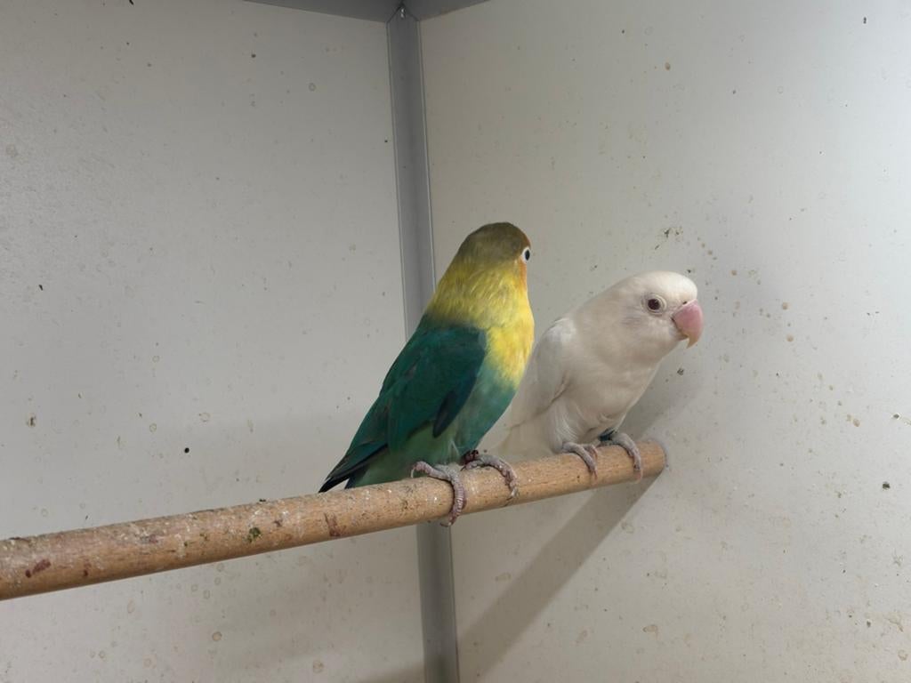 1-1fischeri en personata, Meerdere dieren, Dwergpapegaai of Agapornis, Geringd