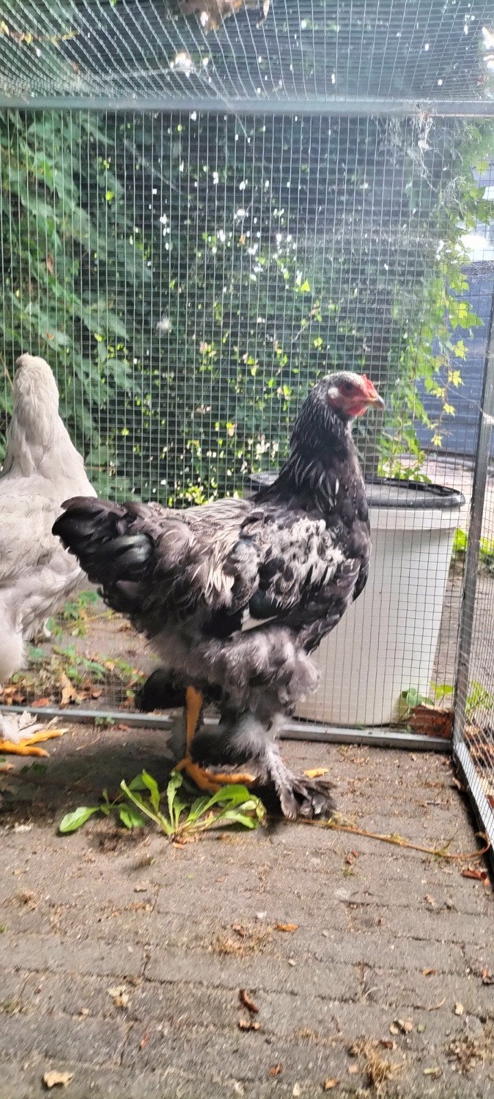 Brahma haan., Mannelijk, Kip