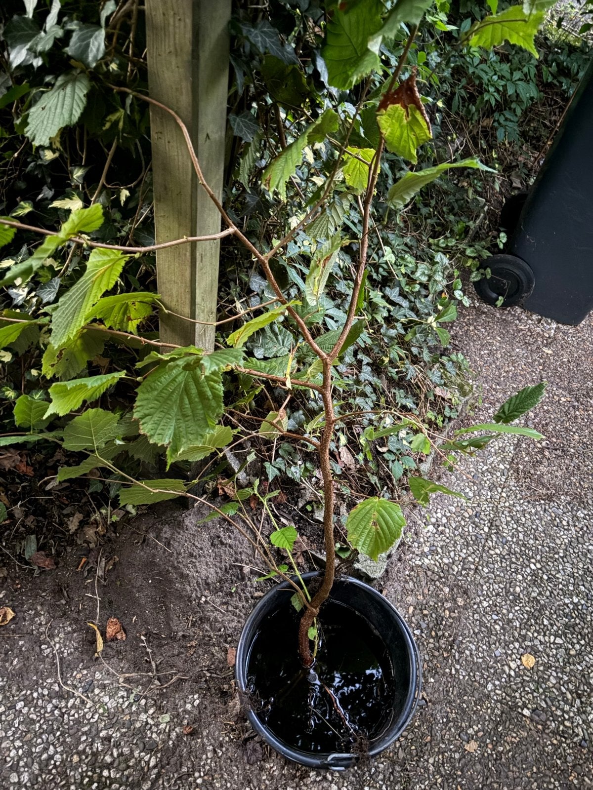 Jonge Hazelaar (Corylus avellana), Lente, 100 tot 250 cm, Volle zon, In pot