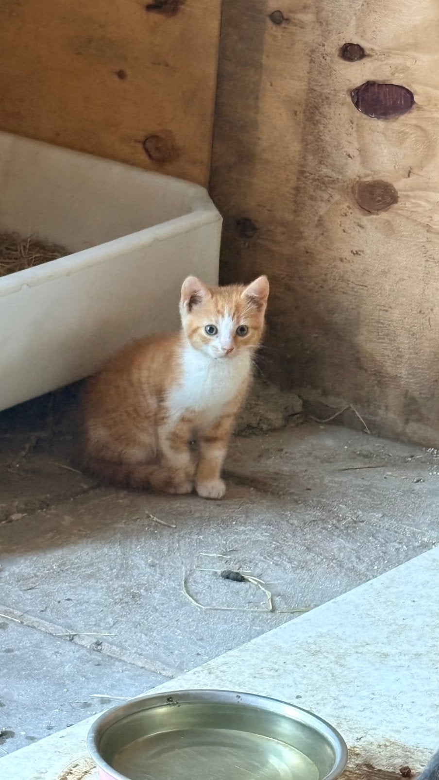 Boerderij kittens, Dieren en Toebehoren, Meerdere dieren