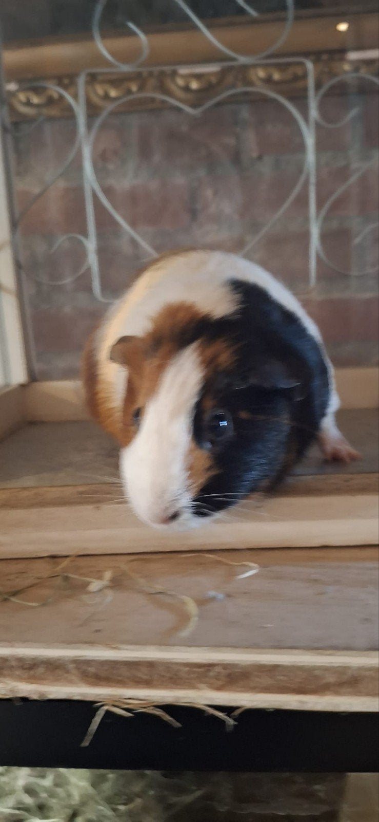 Cavia zeugjes, Dieren en Toebehoren, April, Vrouwelijk, Cavia