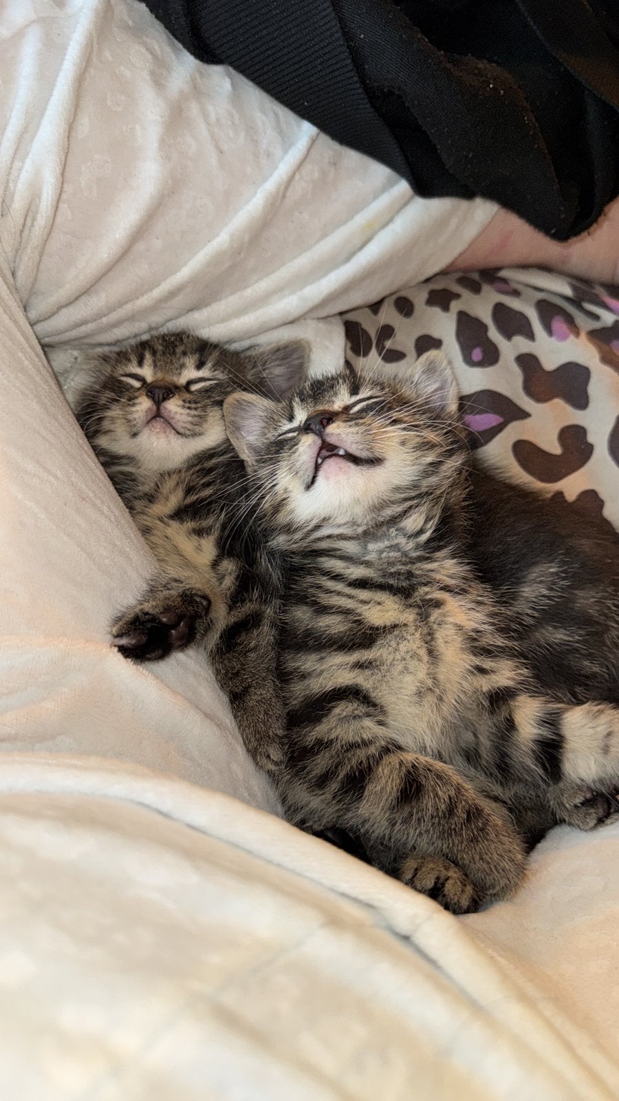 Vier katers geboren 4 september, Kater, Ontwormd, 0 tot 2 jaar