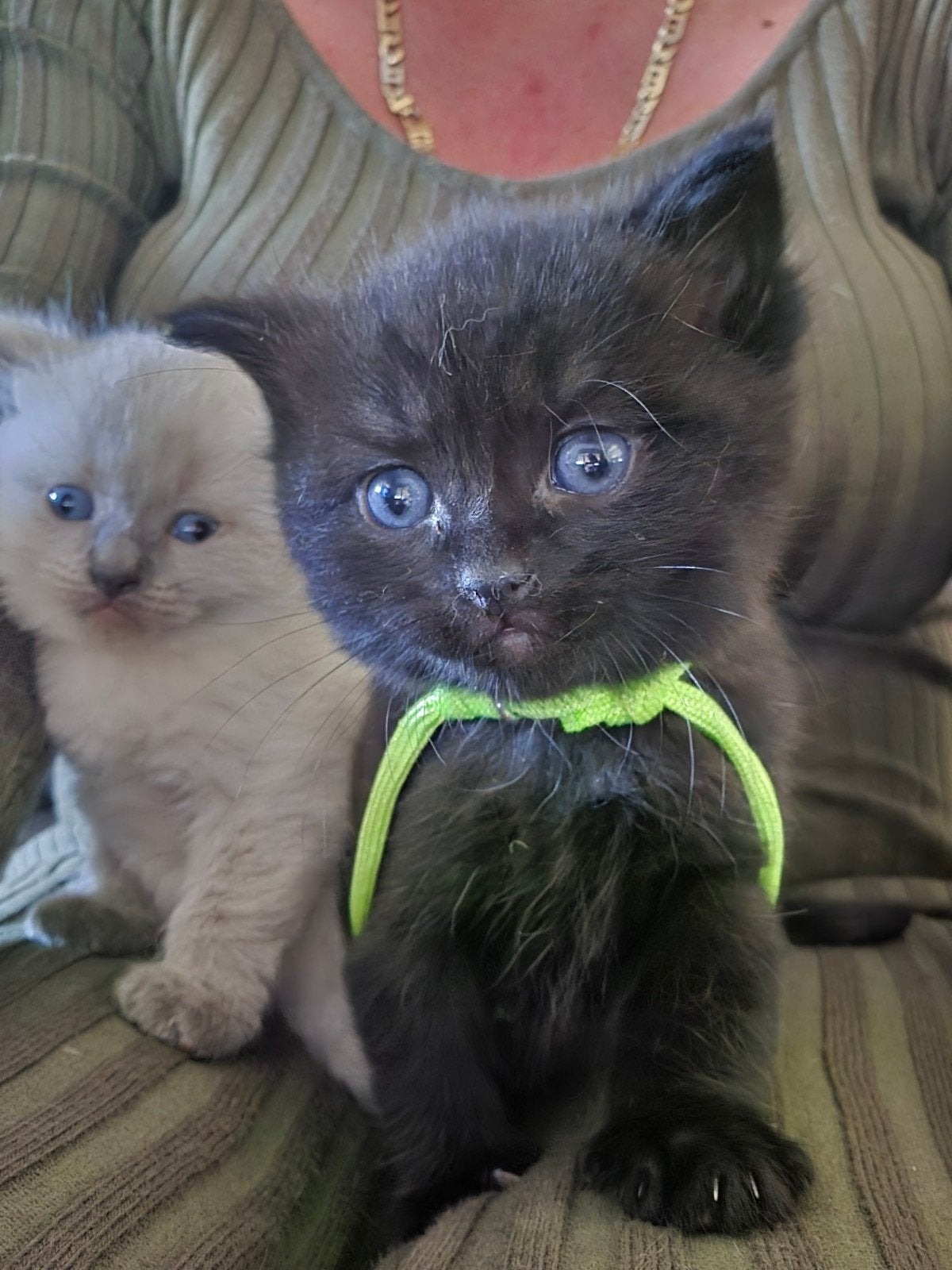 Ragdoll kittens, Dieren en Toebehoren