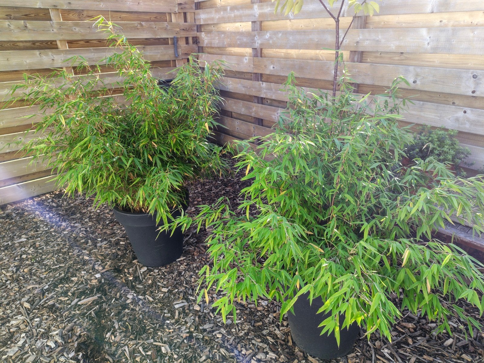 mooie bamboe in pot, Ophalen of Verzenden, Bamboe, 250 cm of meer