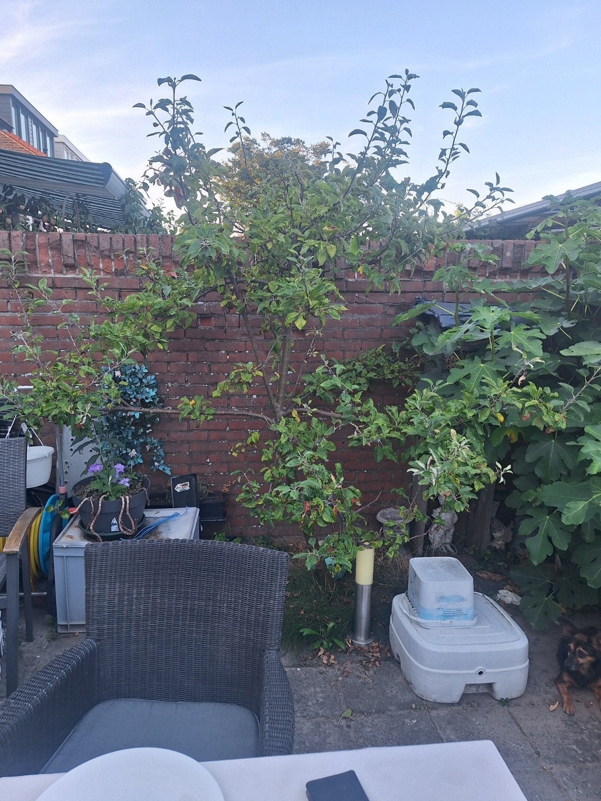 Appelboom Elstar - Heerlijke Eigen Appels uit de Tuin, Ophalen, Volle zon, Vaste plant, Fruitplanten