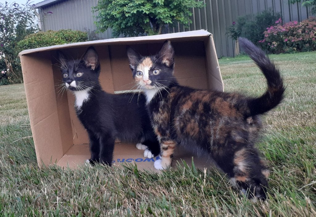 Te koop: lieve kittens, Dieren en Toebehoren, Meerdere dieren, Kortharig, 0 tot 2 jaar