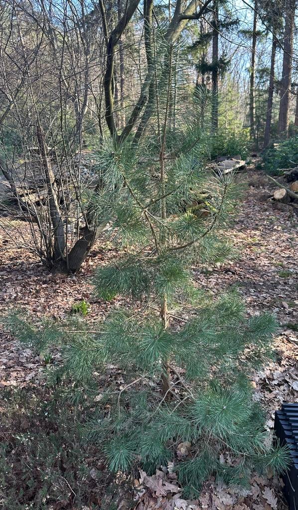 Grove Dennen (Pinus Sylvestris) - Jonge Boompjes, Bloeit niet, Overige soorten, 100 tot 250 cm, Ophalen