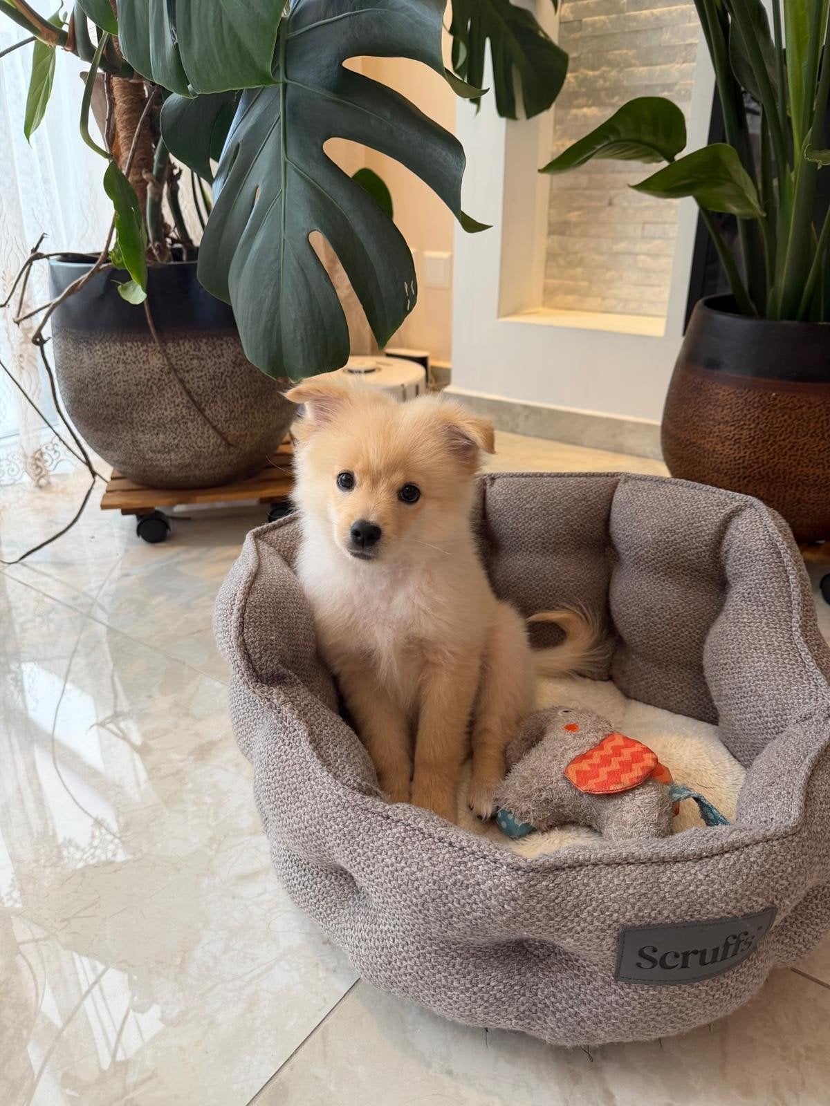 Lio zoekt een fijn thuis | Pomeriaan, reu, Keeshond, Reu, Eén hond, Nederland