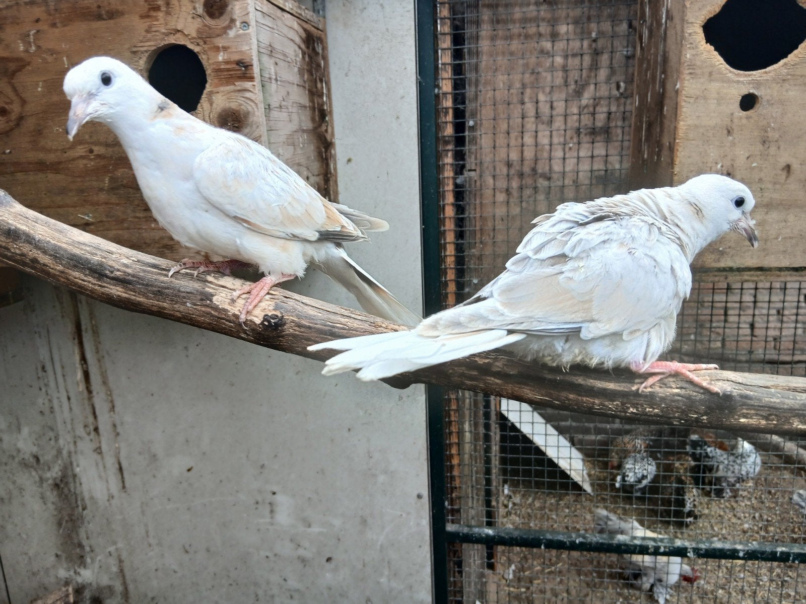 Bonte tortelduiven, Meerdere dieren