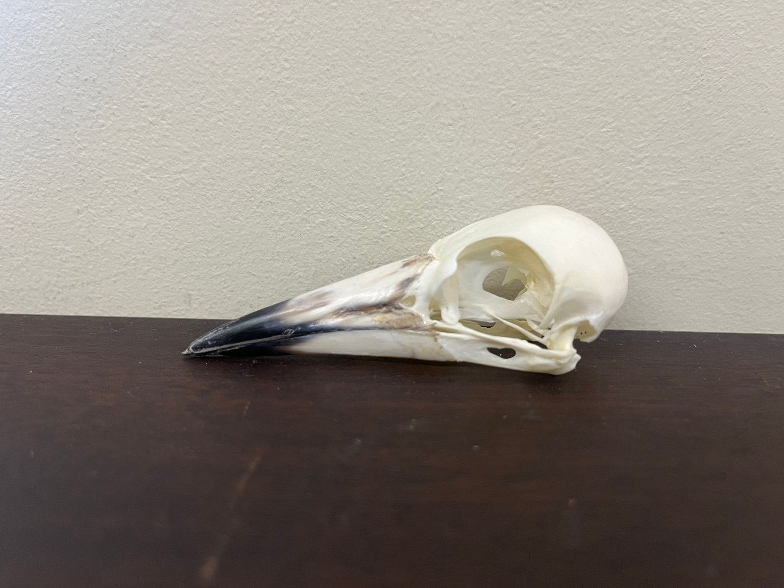 Schedel Gymnorhina tibicen, Ophalen of Verzenden, Nieuw, Vogel, Schedel