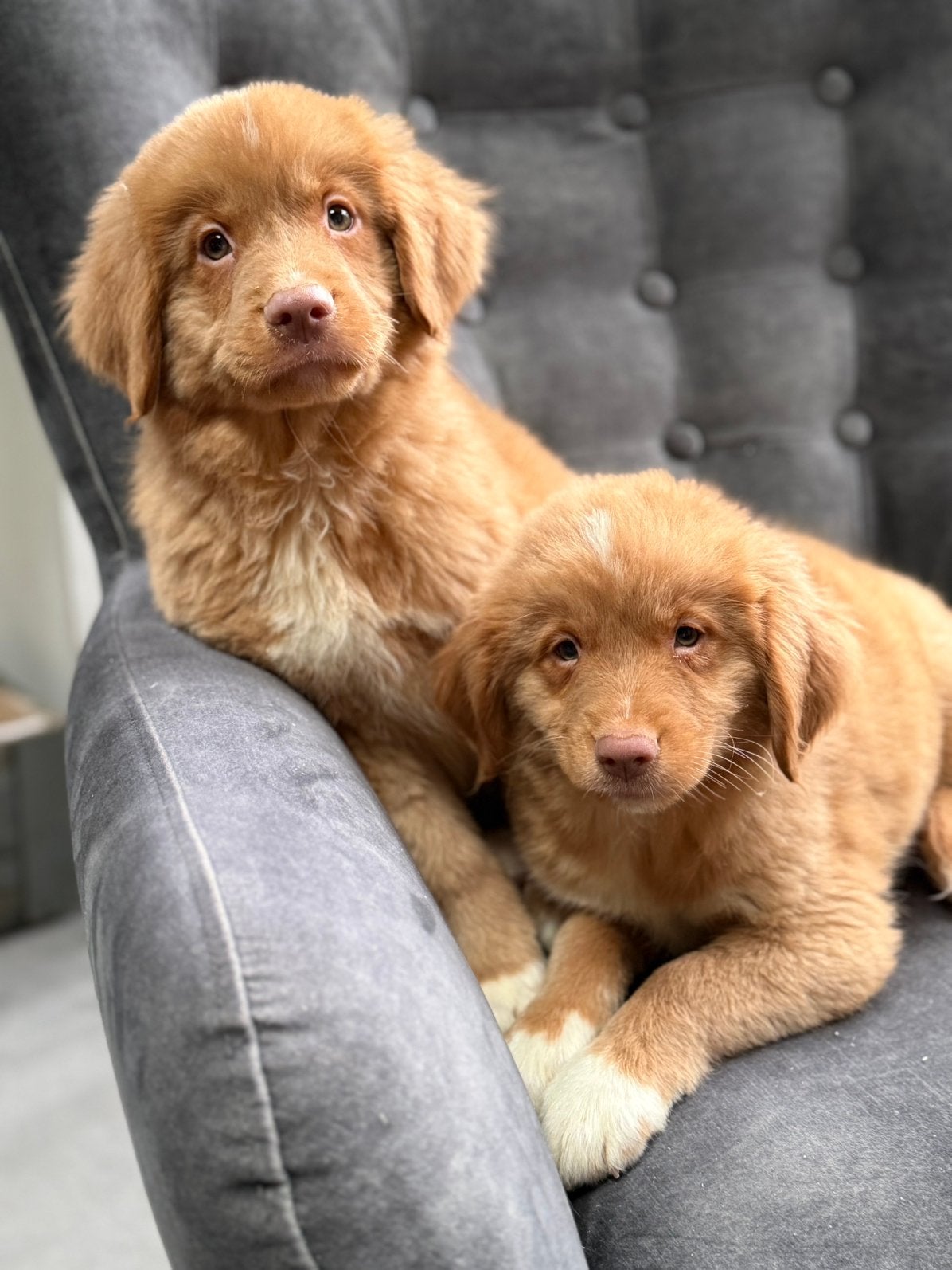Nova  scotia duck tolling retriever, CDV (hondenziekte), Nederland, Overige rassen, 8 tot 15 weken