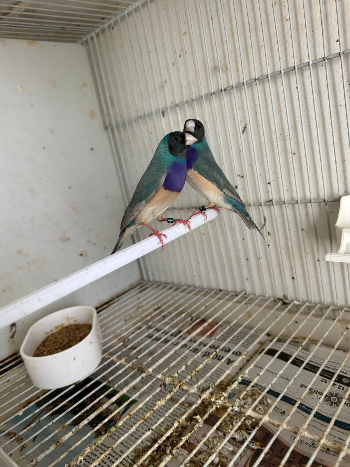 Blauw pastel, gouldamadine man, Dieren en Toebehoren, Mannelijk, Geringd