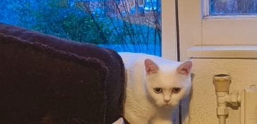 Britse korthaar poes odd eyes, Poes