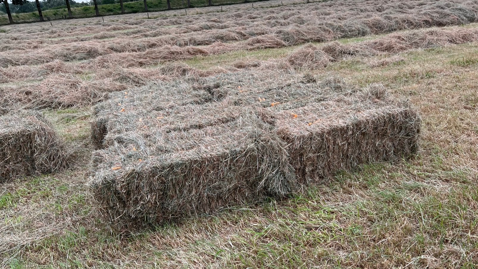 Kleine hooibalen te koop, Dieren en Toebehoren, Dierenvoeding, Ophalen, Vee