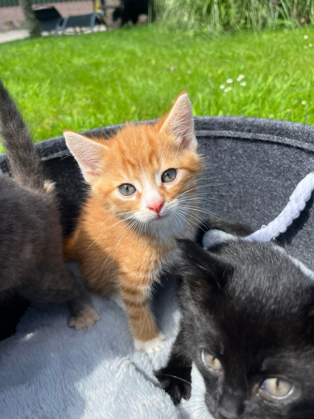 Super mooie kittens, Dieren en Toebehoren, Meerdere dieren, Kortharig, 0 tot 2 jaar
