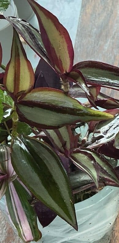 Tradescantia Zebrina gewortelde stekken - Ophalen in Tilburg, Vaste plant, Bloeit niet, Halfschaduw, Ophalen