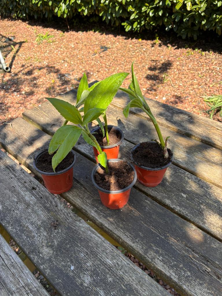 Gezonde planten aardpeer / Jeruzalemartisjok/ topinamboer, Tuin en Terras, Planten | Tuinplanten, Ophalen, Overige soorten, Volle zon