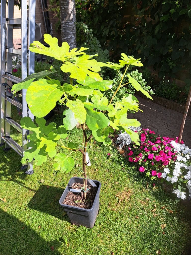 Peretta Twotimer vijgenboom van ca. 95 cm hoog., Tuin en Terras, Planten | Fruitbomen, Ophalen, Minder dan 100 cm, Overige soorten