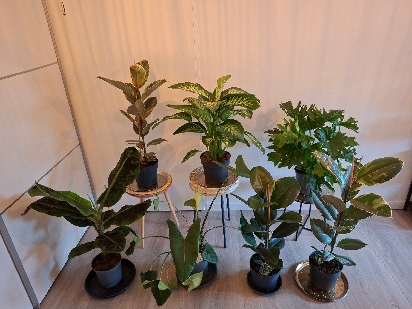 kamerplanten Dieffenbachia Ficus Tineke Alocasia Bananenboom, Ophalen, Ficus, Halfschaduw, In pot