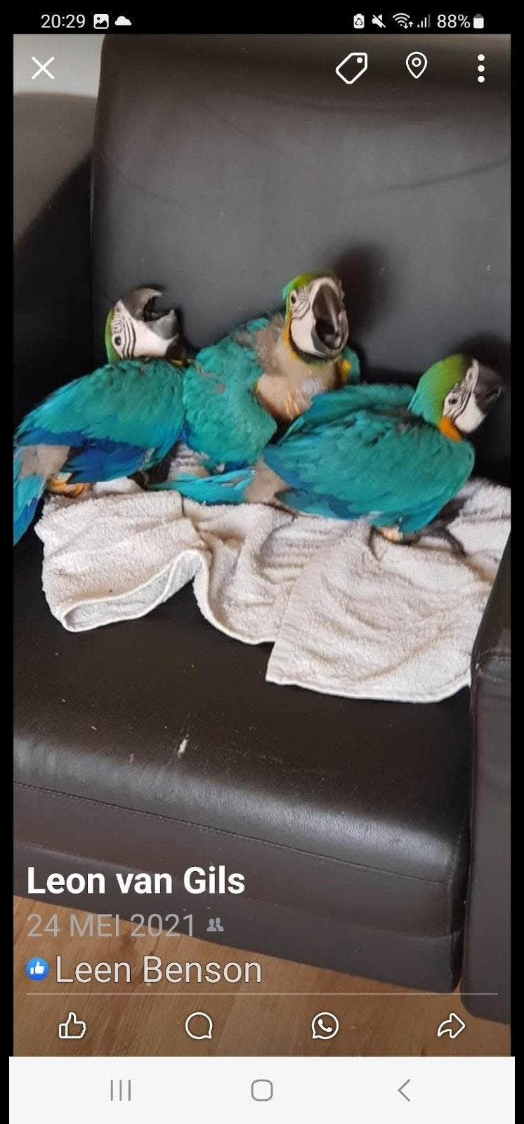 te koop blauwgeel ara, Dieren en Toebehoren, Geslacht onbekend, Papegaai, Geringd