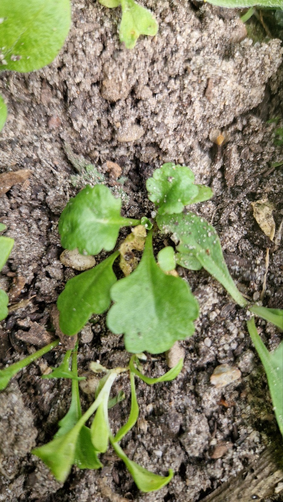 margriet gratis ophalen Hilversum noord, Tuin en Terras, Volle zon, Vaste plant, Lente, Ophalen