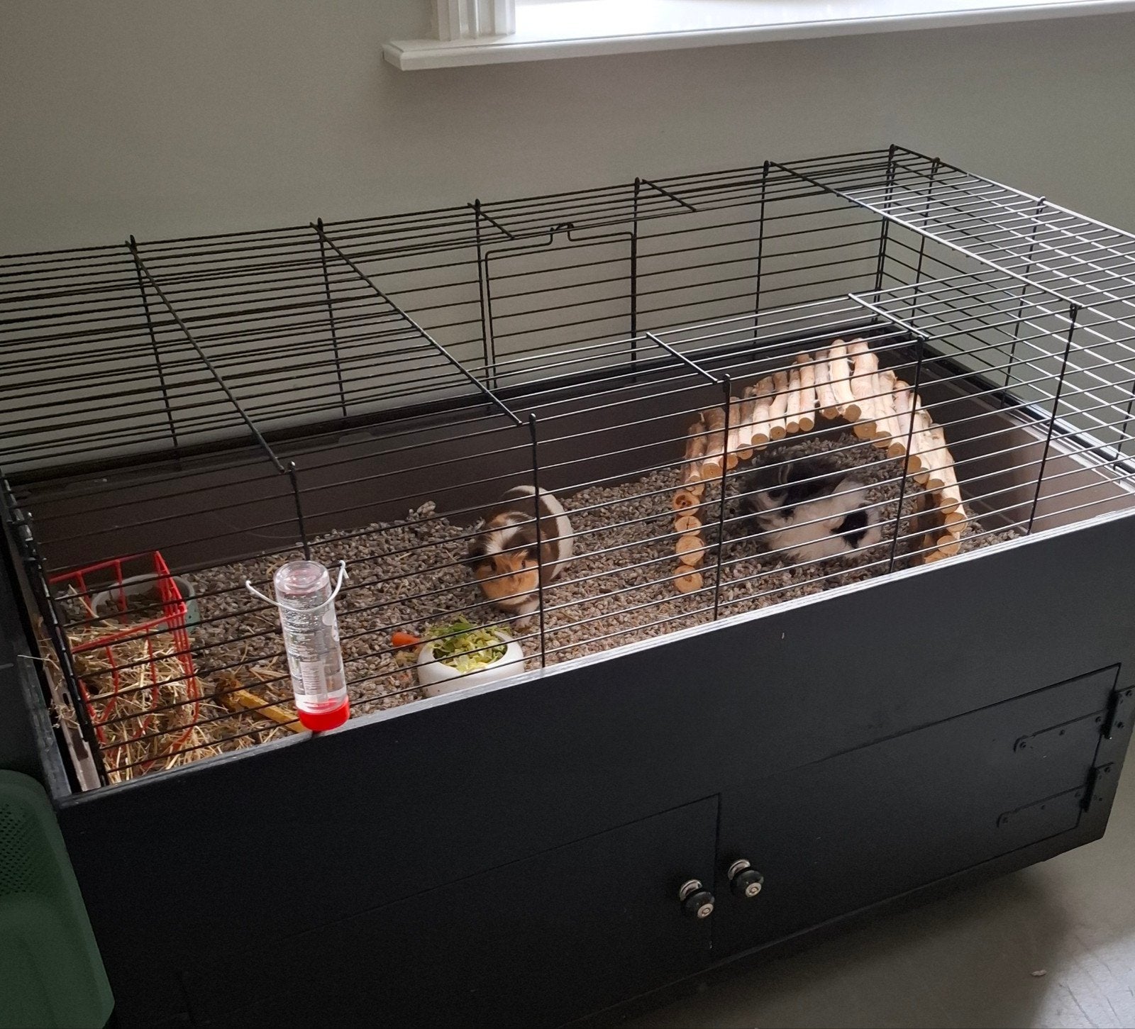 cavia's beertjes, Dieren en Toebehoren, Knaagdieren, Juni, Mannelijk, Cavia