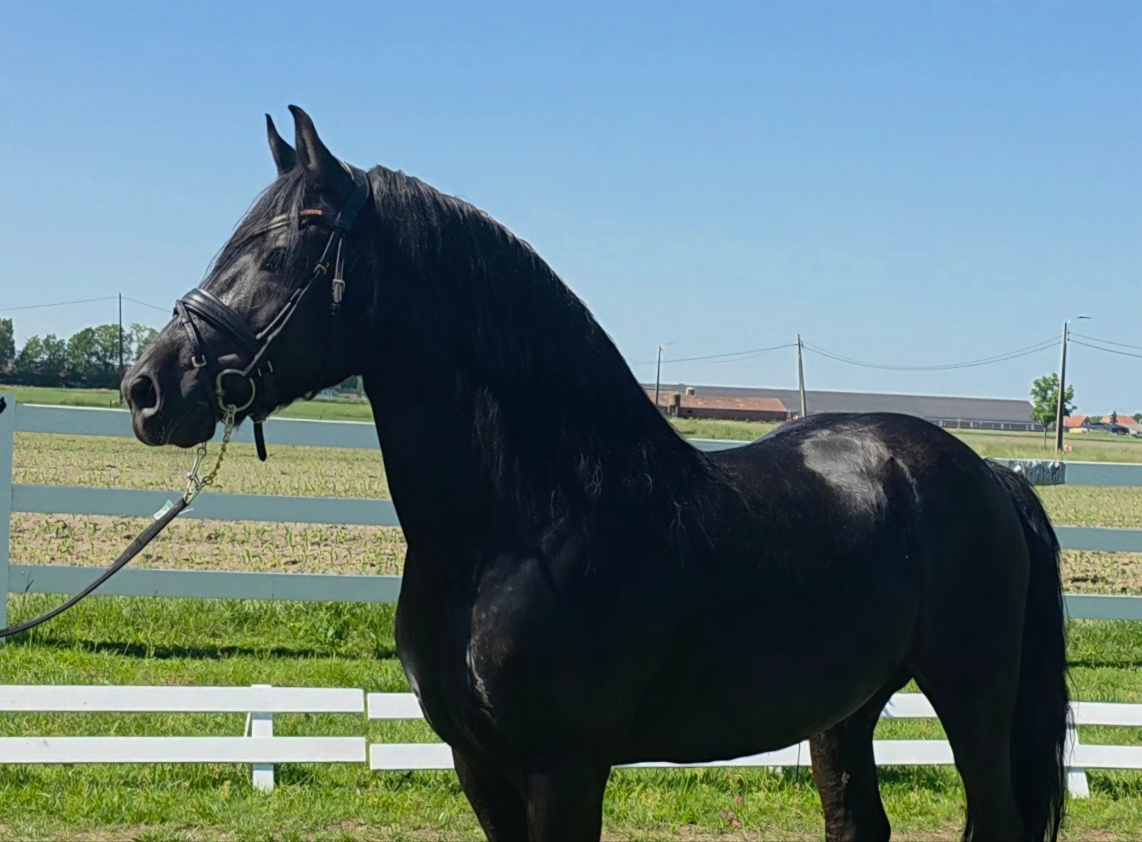 Mega knappe e pony, Ruin, Minder dan 160 cm, Recreatiepaard