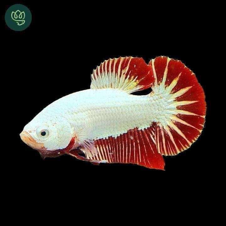Betta man - Verschillende soorten - Koidream Valburg, Vis, Zoetwatervis