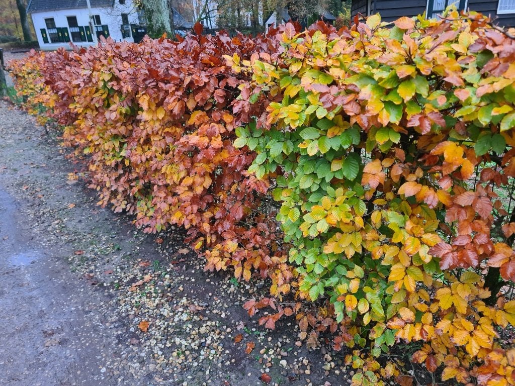 Groene beuk haagplanten - Fagus Sylvatica, Verzenden, Beukenhaag, Haag, 100 tot 250 cm
